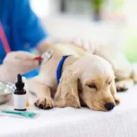 Cocker spaniel puppy being examined by a vet