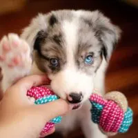 Border collie with blue eyes chewing on a rope toy