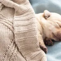 Newborn puppy tucked in with a knitted sweater as the blanket
