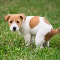Jack Russell terrier puppy squatting to poop in grass