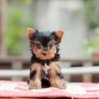 Yorkie puppy sitting on a mat outdoors