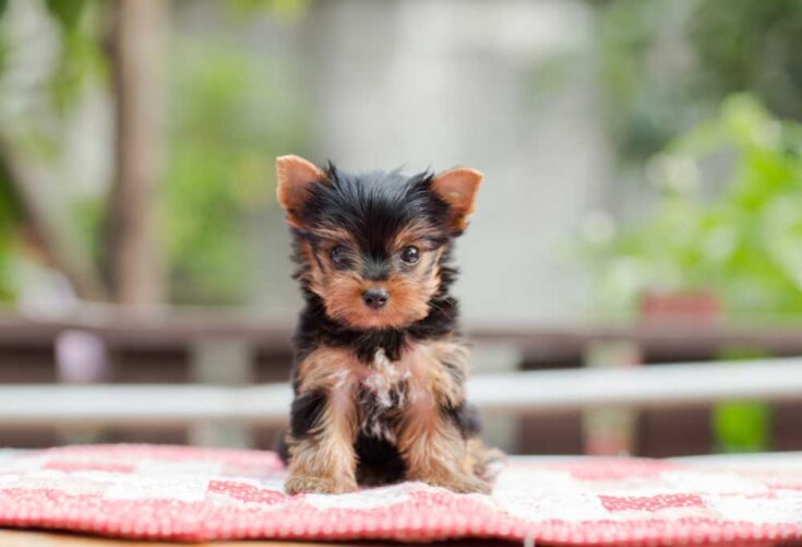 How To Train a Yorkie Puppy to Potty