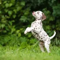 Dalmatian puppy jumping up on hind legs outdoors