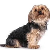 Portrait of a Yorkie isolated on a white background.
