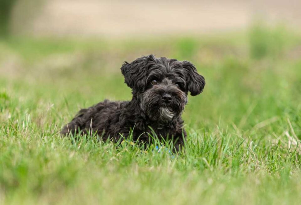 How To Train a Yorkie Poo