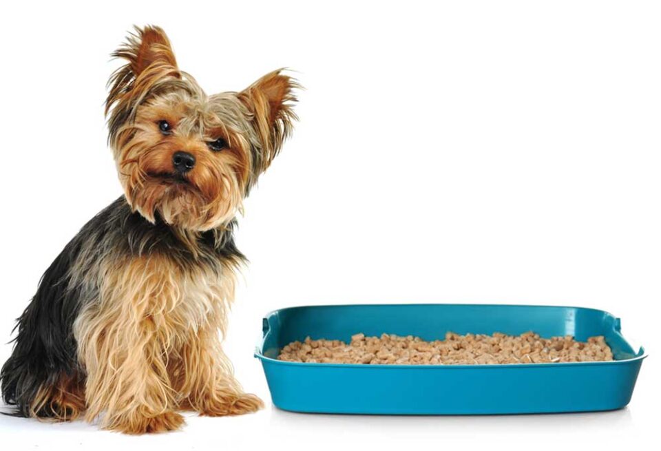 How To Train a Yorkie to Use a Litter Box