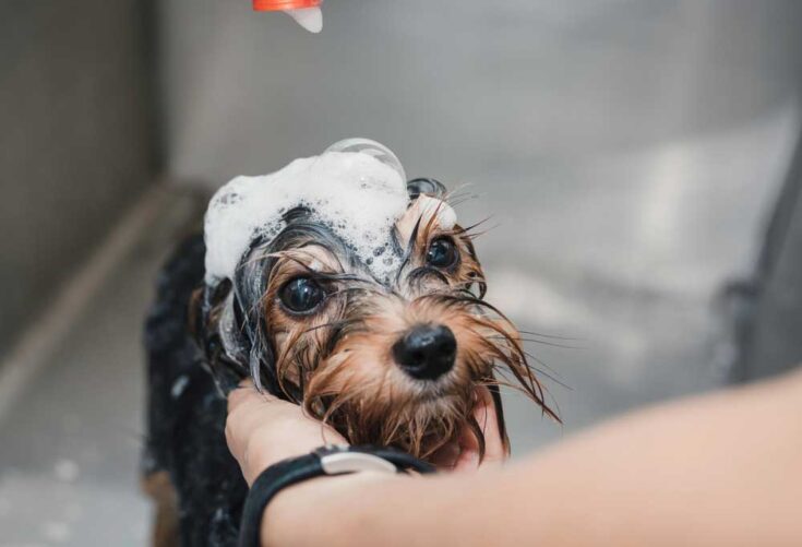 How To Bathe a Yorkie Puppy