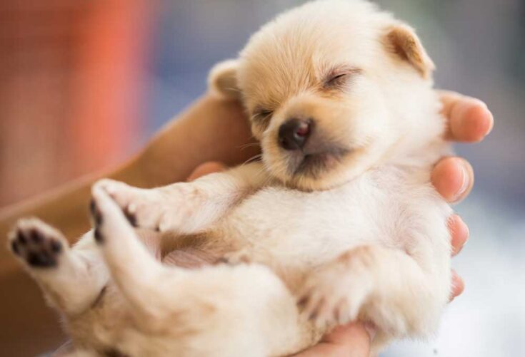 How To Keep A Weak Newborn Puppy Alive PatchPuppy