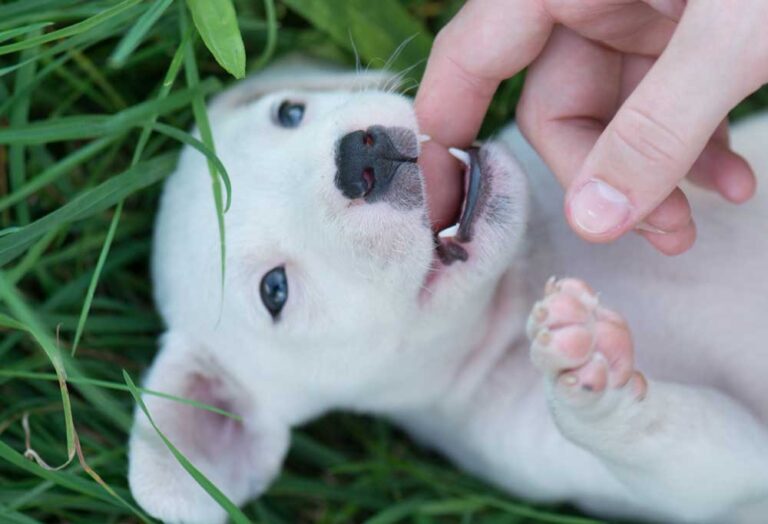 How To Help Puppy Teeth Fall Out