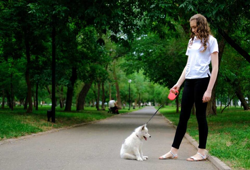 How To Train Your Puppy to Walk on A Leash