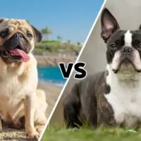 a photo of a pug and one of a Boston Terrier meeting on the diagonal in the middle with the letters VS