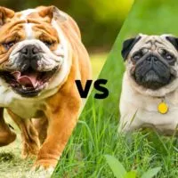 2 pictures of a pug and a bulldog with the letters VS in the middle