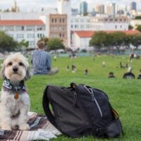 Yorkipoo outdoors in a city park