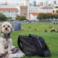 Yorkipoo outdoors in a city park