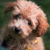 portrait of a tan Yorkipoo