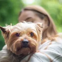 Portrait of a Yorkie being held in a woman's arms