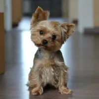 Yorkie sitting on hardwood floors with head tilted to one side