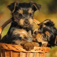 2 Yorkie puppies in a basket outdoors