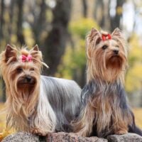2 female Yorkies outdoors with bows in their hair