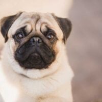 Portrait of a pug sitting outdoors