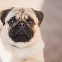Portrait of a pug sitting outdoors