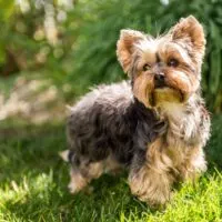 Yorkie standing outdoors in grass