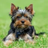 yorkie puppy laying in grass