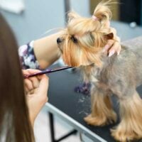 Small Yorkie standing on a black table being trimmed with scissors