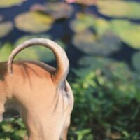 Hind view of a tan dog outdoors