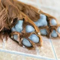 Close up of the pads of 2 dog paw laying on tile floor