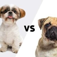 2 pictures, one of a shih tzu and one of a pug meeting in the middle on the diagonal