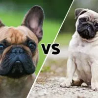Photos of a pug and a french bulldog that meet on the diagonal in the middle with the letters VS on the center line