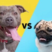 2 pictures, one of a pitbull on a yellow background and a pug on a blue background, meeting on the diagonal in the middle with VS for versus in the middle