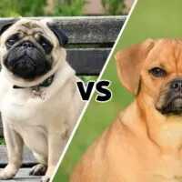 Picture of a pug and one of a puggle meeting on the diagonal in the middle with the letters VS in the center