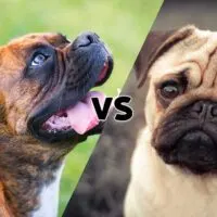 2 pictures, one of a boxer, one of a pug meeting in the middle on the diagonal