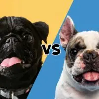 a picture of a pug and one of a frenchie meeting in the middle on the diagonal with the letters VS in the middle