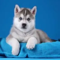 Husky Puppy laying on a blue blanket on a blue background