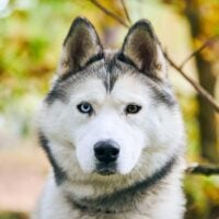 portrait of a Siberian Husky