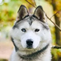 portrait of a Siberian Husky