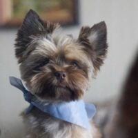 Yorkie puppy wearing a blue bandana