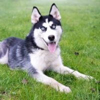 Siberian Husky laying in grass