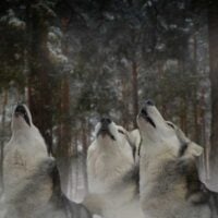 3 huskies howling in the snow
