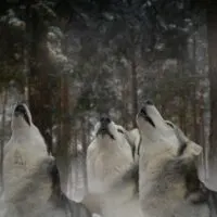 3 huskies howling in the snow