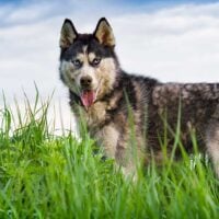 Siberian Husky standing in a grass field