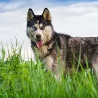 Siberian Husky standing in a grass field