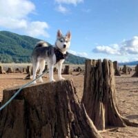 Mini husky standing on a stump