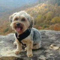 Yorkipoo sitting on a boulder