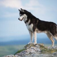 husky standing on a rocky outcrop