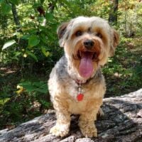 Yorkipoo standing on a fallen tree outdoors
