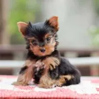 Portrait of a small Yorkie puppy